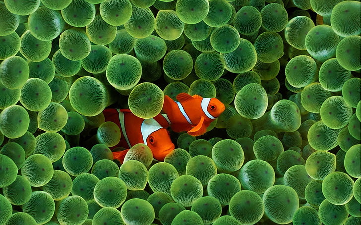 download clownfish for mac